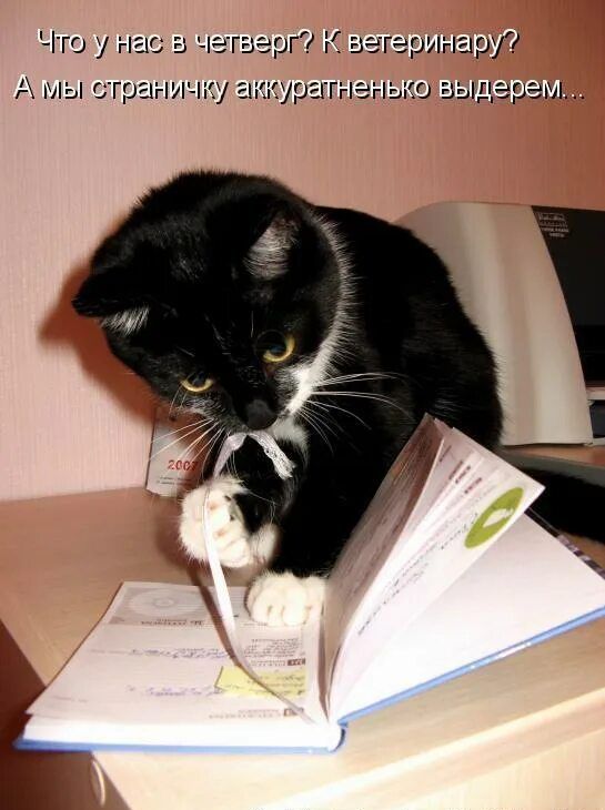 Что у нас в четверг? К ветеринару? А мы страничку аккуратненько выдерем...