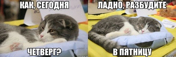 КАК, СЕГОДНЯ ЧЕТВЕРГ? ЛАДНО, РАЗБУДИТЕ В ПЯТНИЦУ