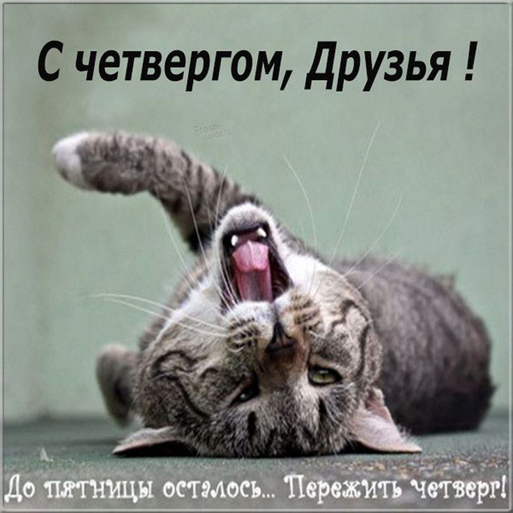 С четвергом, Друзья! До пятницы осталось... Пережить четверг!