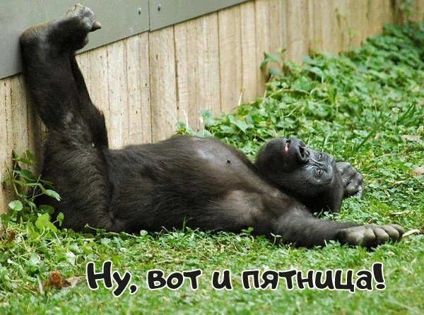 Ну, вот и пятница!