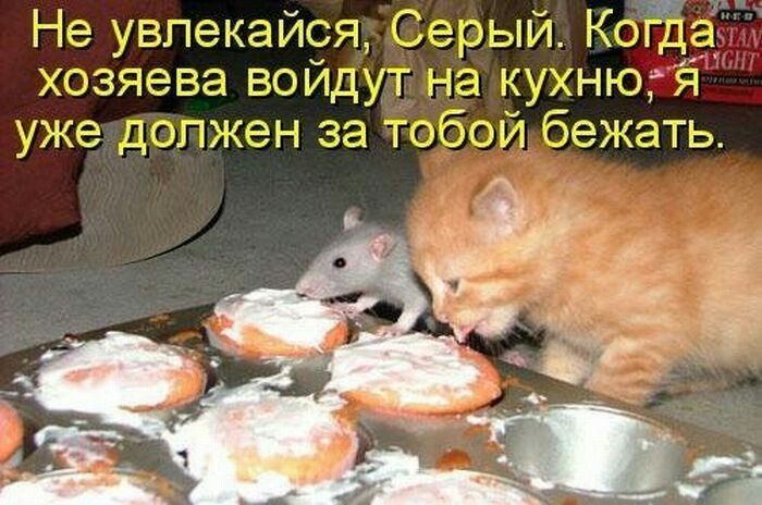 Не увлекайся, Серый. Когда хозяева войдут на кухню, я уже должен за тобой бежать.