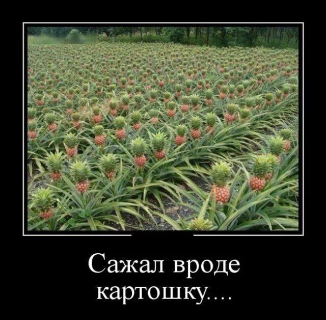 Сажал вроде картошку...