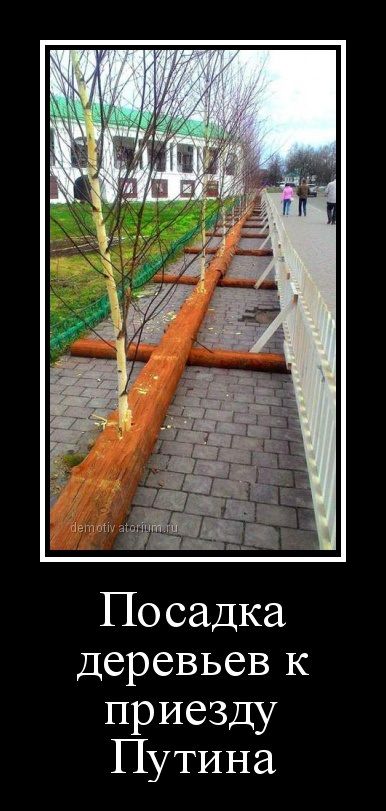 Посадка деревьев к приезду Путина