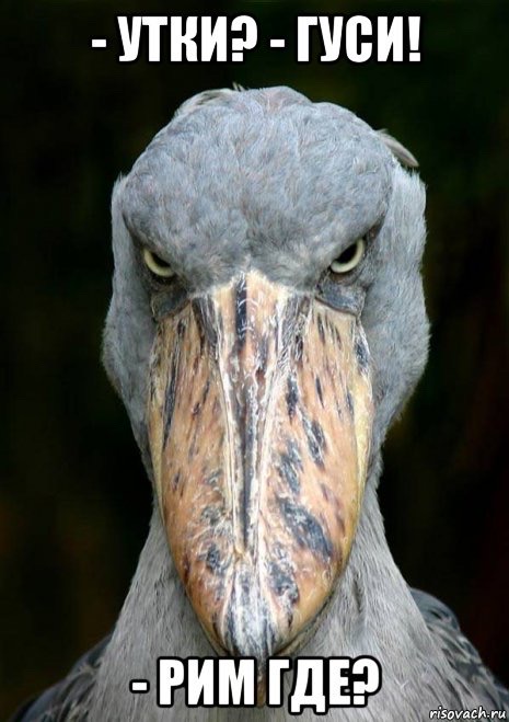- УТКИ? - ГУСИ! - РИМ ГДЕ?