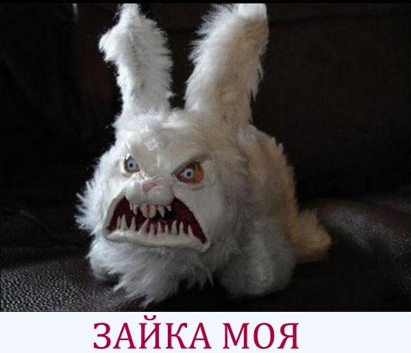 ЗАЙКА моя