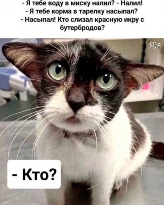 – Я тебе воду в миску налил? – Налил!  
– Я тебе корма в тарелку насыпал?  
– Насыпал! Кто слизал красную икру с бутербров?  
– Кто?