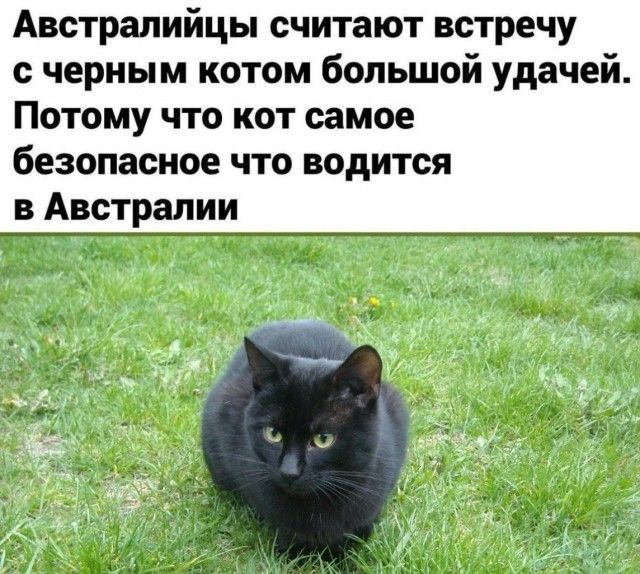 Австралийцы считают встречу с черным котом большой удачей. Потому что кот самое безопасное что водится в Австралии