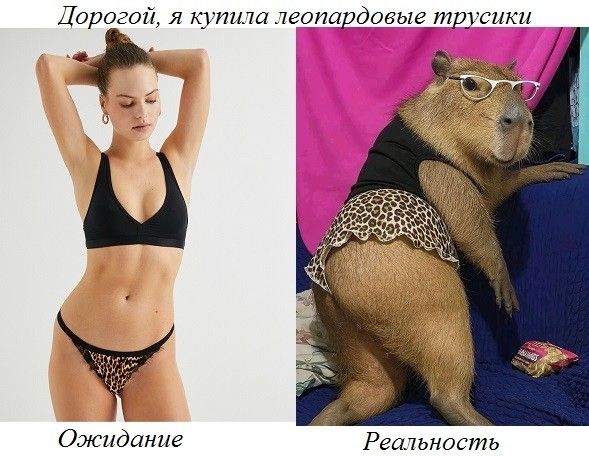 Дорогой, я купила леопардовые трусики
Ожидание
Реальность
