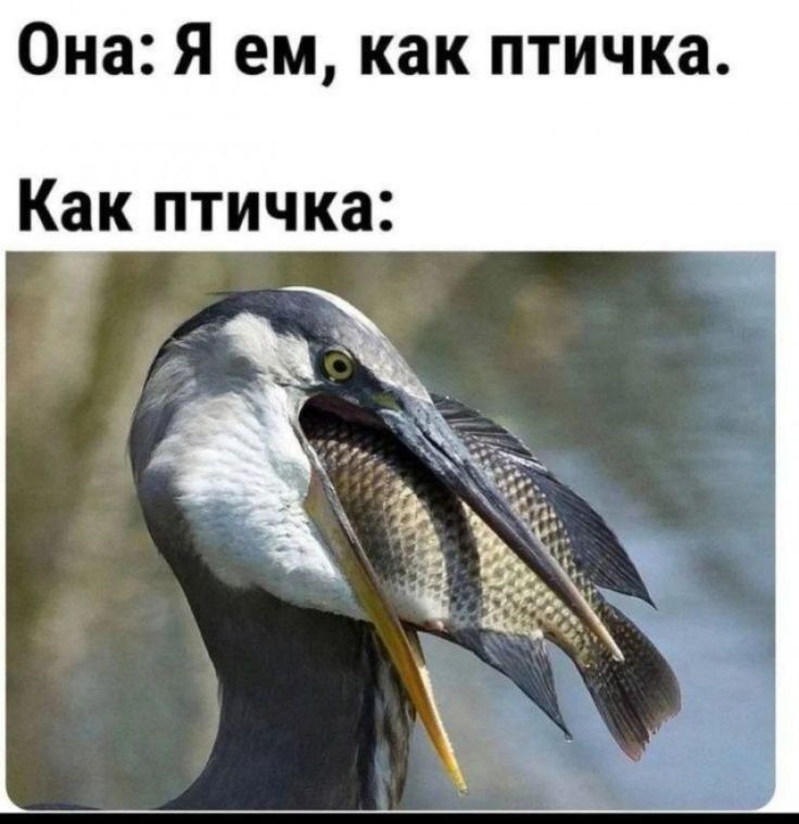 Она: Я ем, как птичка. Как птичка: