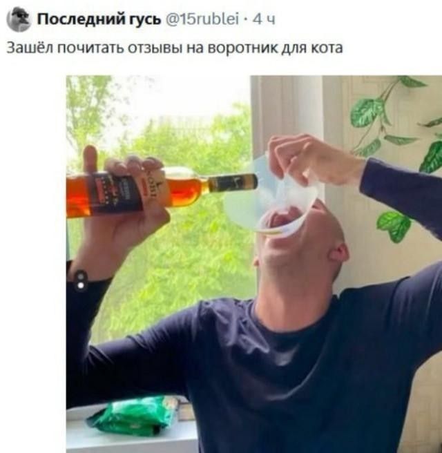 Последний гусь: Зашёл почитать отзывы на воротник для кота