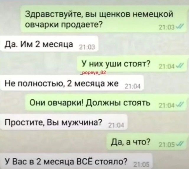 Здравствуйте, вы щенков немецкой овчарки продаете? Да. Им 2 месяца. У них уши стоят? Не полностью, 2 месяца же. Они овчарки! Должны стоять. Простите, Вы мужчина? Да, а что? У Вас в 2 месяца всё стояло?
