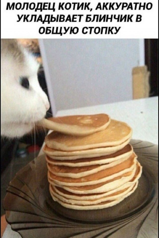 МОЛОДЕЦ КОТИК, АККУРАТНО УКЛАДЫВАЕТ БЛИНЧИК В ОБЩУЮ СТОПКУ
