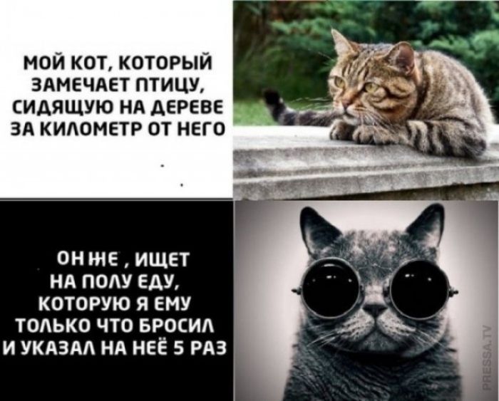 МОЙ КОТ, КОТОРЫЙ ЗАМЕЧАЕТ ПТИЦУ, СИДЯЩУЮ НА ДЕРЕВЕ ЗА КИЛОМЕТР ОТ НЕГО. ОН ЖЕ ИЩЕТ НА ПОЛУ ЕДУ, КОТОРУЮ Я ЕМУ ТОЛЬКО ЧТО БРОСИЛ И УКАЗАЛ НА НЕЁ 5 РАЗ