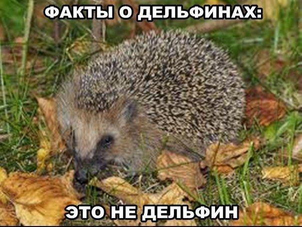 ФАКТЫ О ДЕЛЬФИНАХ:
ЭТО НЕ ДЕЛЬФИН