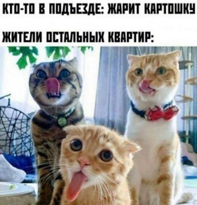 КТО-ТО В ПОДЪЕЗДЕ: ЖАРИТ КАРТОШКУ
ЖИТЕЛИ ОСТАЛЬНЫХ КВАРТИР: