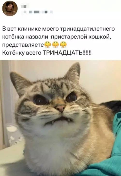 В вет клинике моего тринадцатилетнего котёнка назвали пристарелой кошкой, представляете😤😤😤 Котёнку всего ТРИНАДЦАТЬ!!!!!!