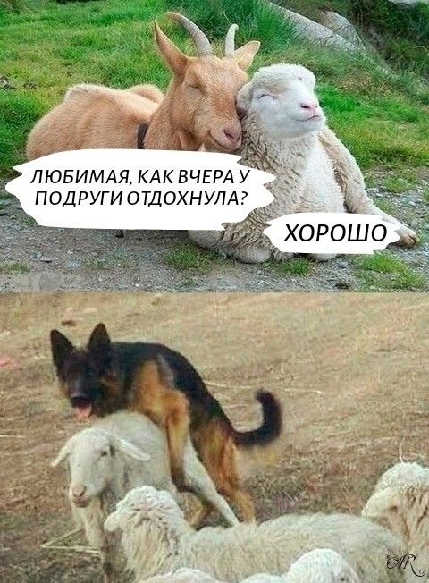 ЛЮБИМАЯ, КАК ВЧЕРА У ПОДРУГИ ОТДОХНУЛА? ХОРОШО