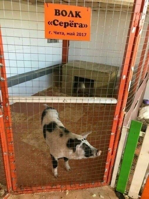 ВОЛК «Серёга» г. Чита, май 2017