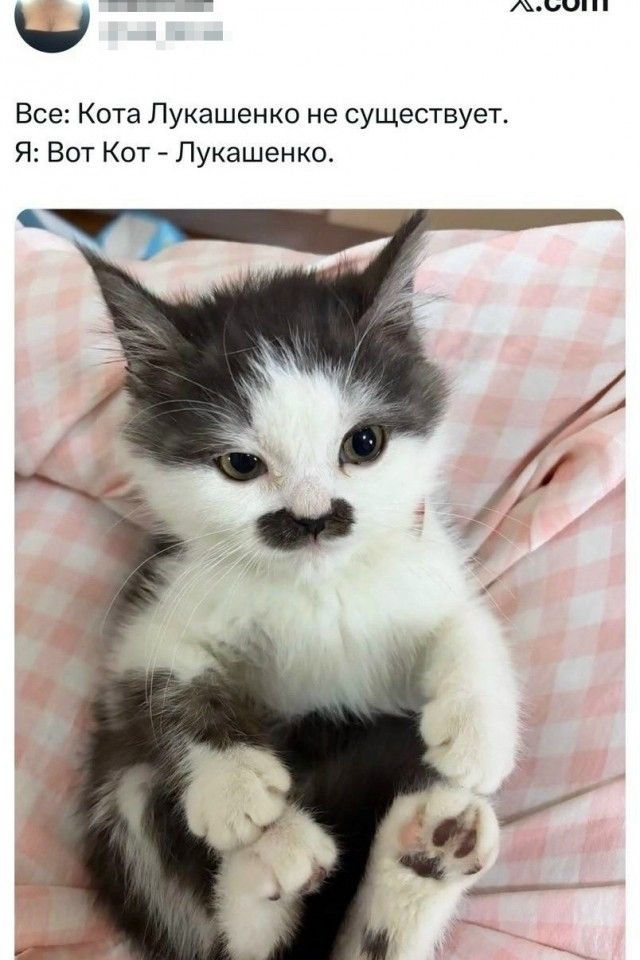 Все: Кота Лукашенко не существует. Я: Вот Кот - Лукашенко.