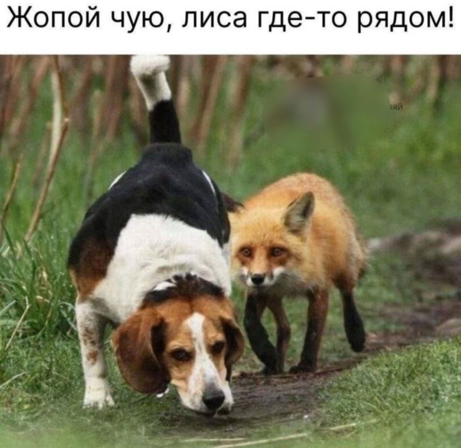 Жопой чую, лиса где-то рядом!