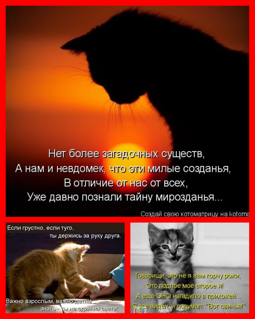 Нет более агадочн Х существ А нам и невдомек что эти ипые созданьЯ В отличие г о от всех Уже давно познали тайну мирозданья Создай свою котомаТВИЩ на Ьототг Еспи грустно если туго ты держись за руку друт _Важно взроспым в