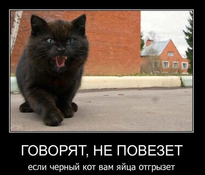ГОВОРЯТ НЕ ПОВЕЗЕТ если черный кот вам яйца отгрызет