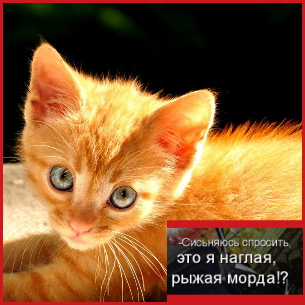 исьъЁчЁ спросить Это я ащая рыжая МордаЧ