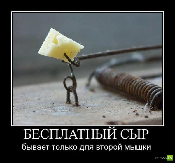 БЕСПЛАТНЫИ СЫР бывает ТОЛЬКО ДЛЯ ВТОРОЙ МЫШКИ