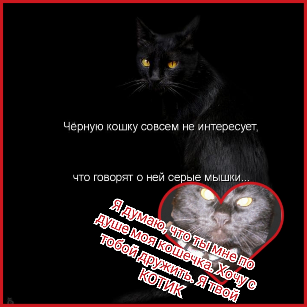 Чёрную кошку совсем не интересует ЧТО ГОВОРЯТ О НЭЙ сеоые МЫШКИ