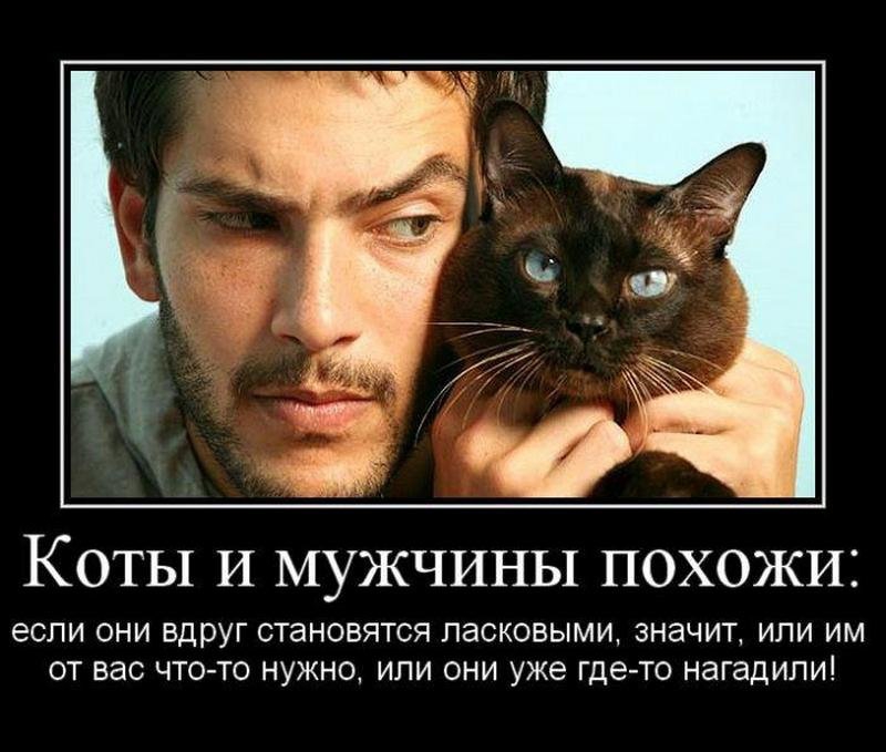КОТЫ И МУЖЧИНЫ ПОХОЖИЕ если ОНИ ВДРУГ СТЭНОВЯТСЯ ПЗСКОВЫМИ ЗНЭЧИТ ИЛИ ИМ ОТ вас ЧТО ТО НУЖНО ИЛИ ОНИ уже гдето нагадипи