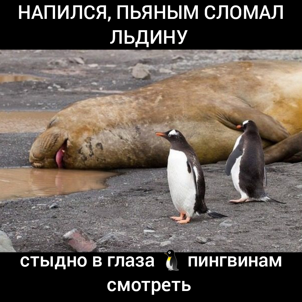 НАПИЛСЯ пьяным сломм льдину стьдйо в глаза _ пингвинам смотреть