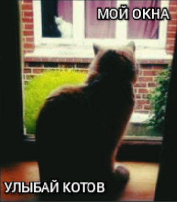 _ УЛЫБАИ КОТОВ