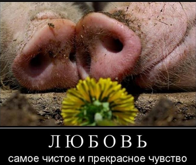 ЛЮБОВЬ самое ЧИСТОЕ И прекрасное ЧУВСТВО