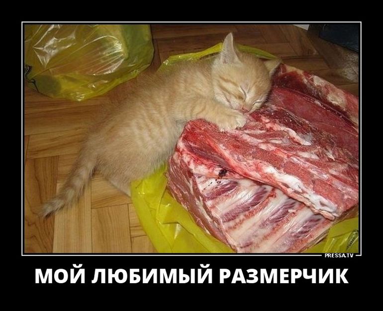 жизни МОЙ ЛЮБИМЫЙ РАЗМЕРЧИК