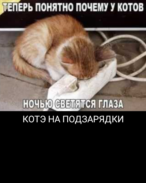 терь понятно почеш котов