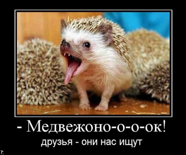 __ Медвежоно о о ок друзья они нас ищут