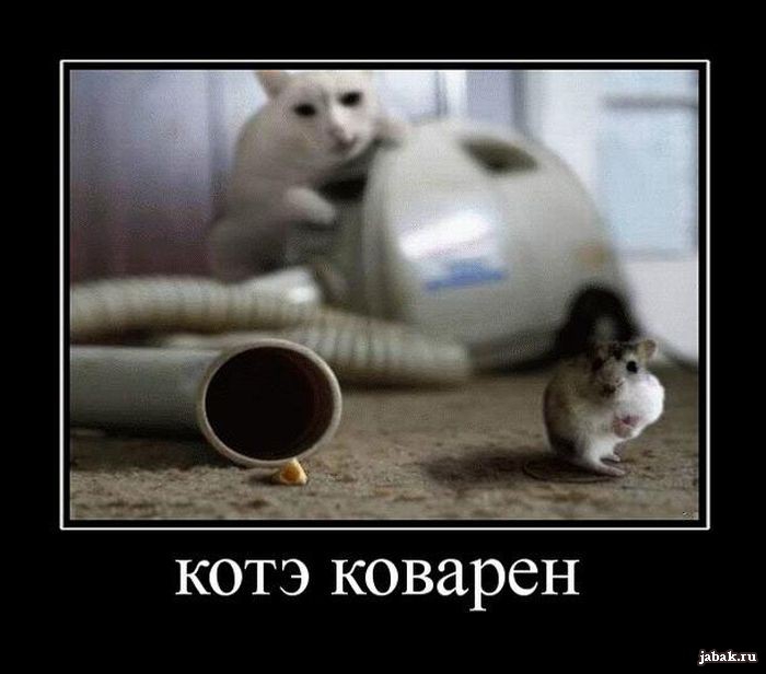 котэ коварен