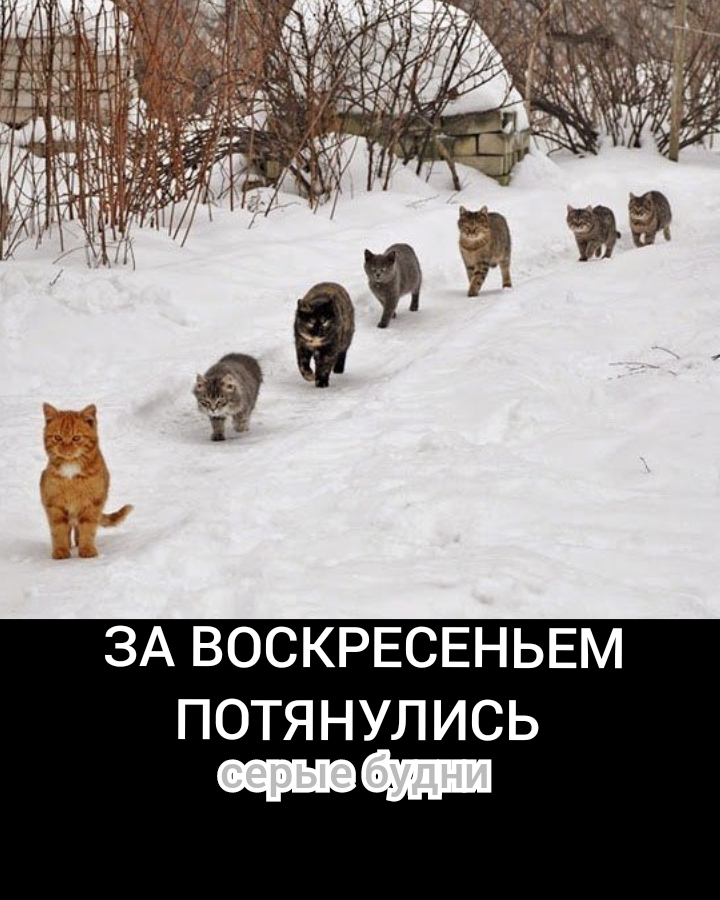 ЗА ВОСКРЕСЕНЬЕМ ПОТЯНУЛИСЬ очи ч