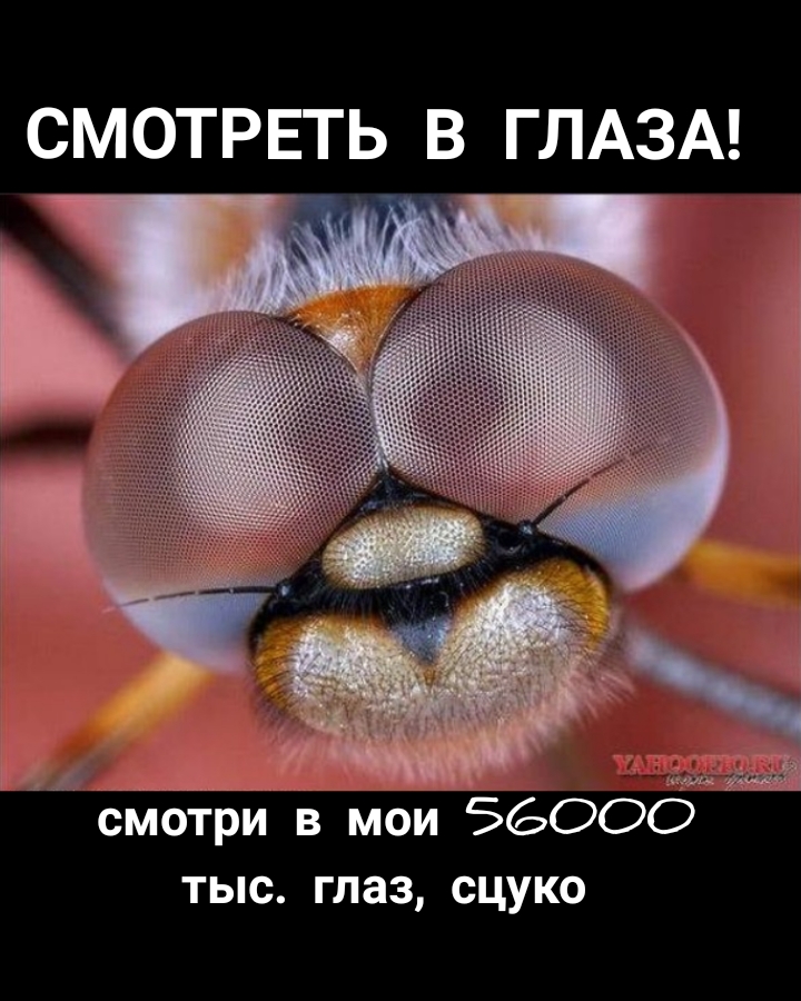 СМОТРЕТЬ В ГЛАЗА Ь смотри в _мо 56000 тыс глаз сцуко
