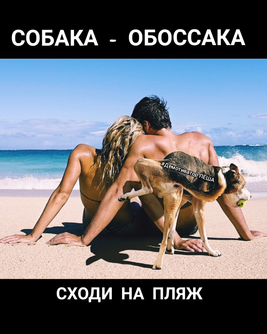 СОБАКА ОБОССАКА СХОДИ НА ПЛЯЖ