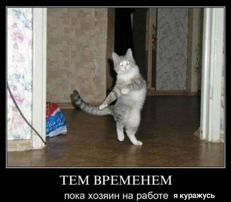 ТЕМ ВРЕМЕНЕМ пока хозяин на работе я куражусь