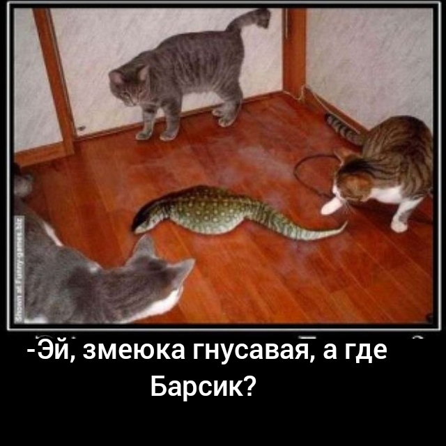 Эй змеюка гнусавая_ а где Барсик