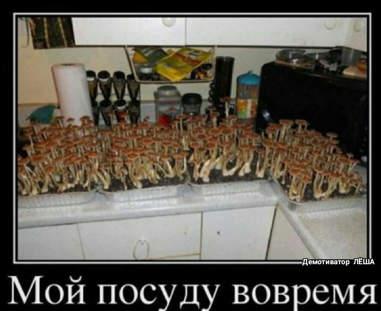 Мой посуду вовремя