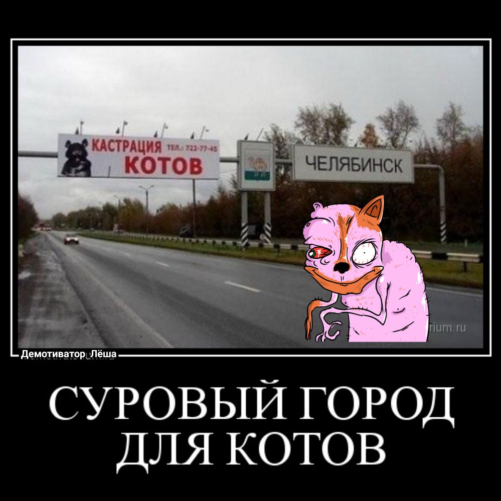 СУРОВЫЙ ГОРОД ДЛЯ котов