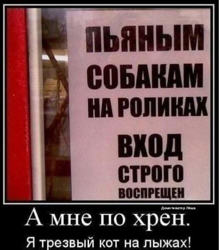 пЬпным помним А вход строю Я трезвый кот на лыжах