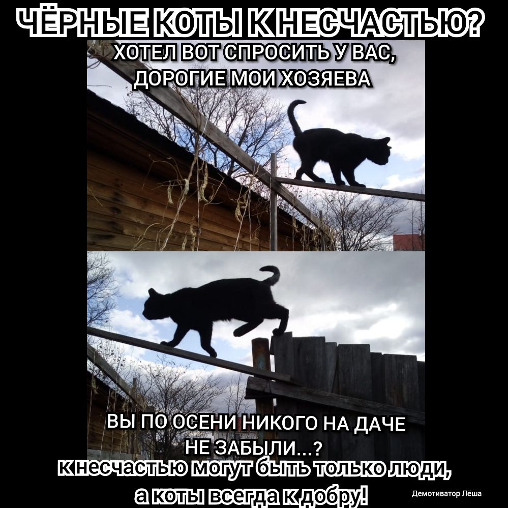 ЧЁРНЫЕ КОТЫ КНЕЁЧАСТЬЮ воте ь вы па СЕНИНИКОГО НА ДАЧЕ НЕ ЗАБЫЛИ ап всегда К добру да