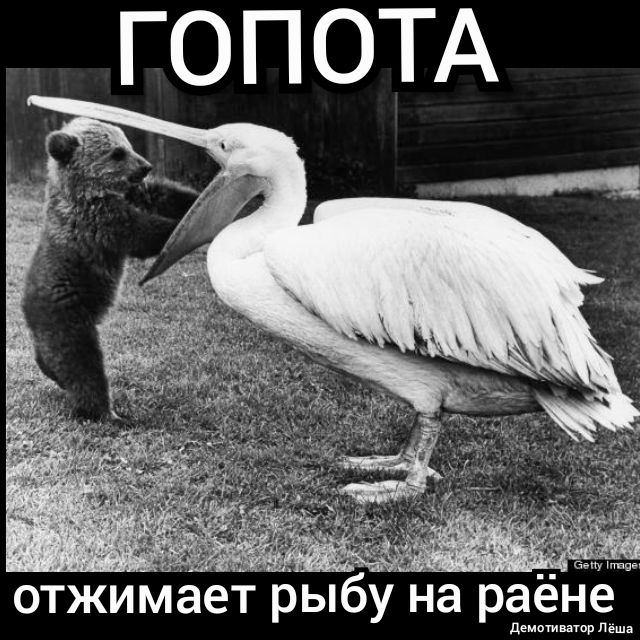 отжимает рыбу На раёне деиствагор Леша
