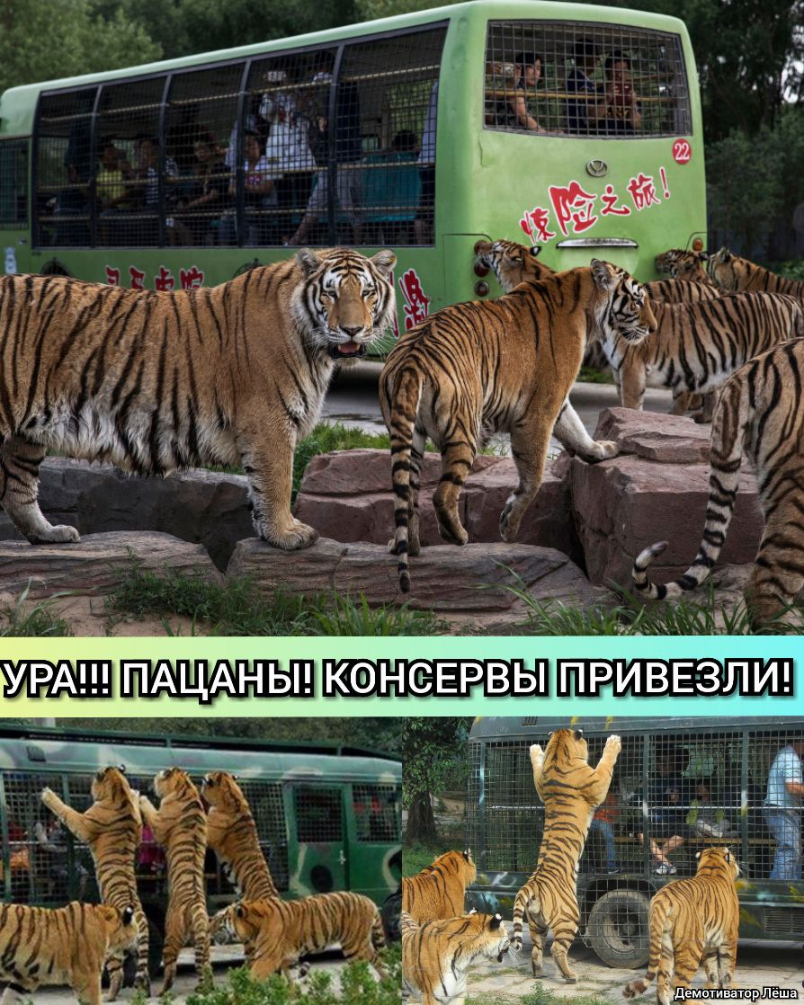 КОНСЁЕРВЫ