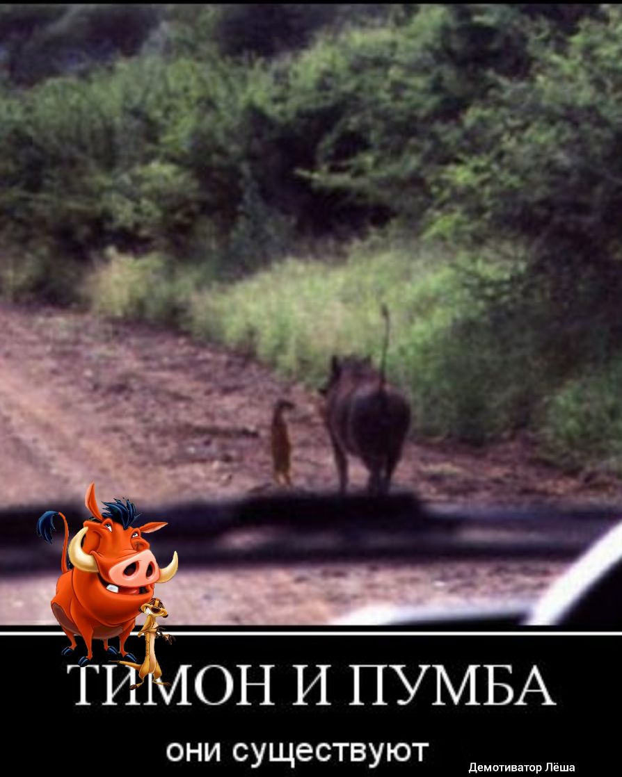 ОН И ПУМБА они существуют д тиватор Леша