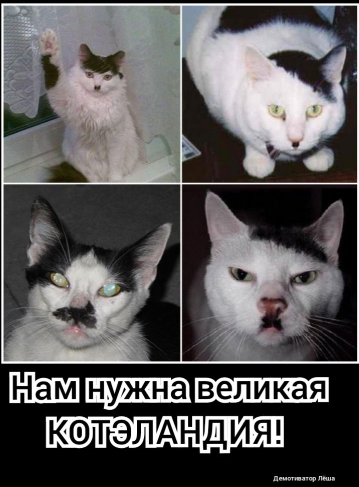 котэмндит днищу нар Лёшд